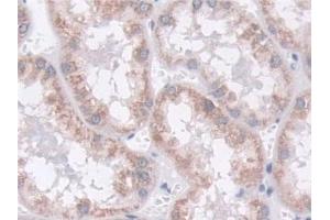 Detection of MOSC1 in Human Kidney Tissue using Polyclonal Antibody to MOCO Sulphurase C-Terminal Domain Containing Protein 1 (MOSC1) (MOSC1 anticorps  (AA 41-335))