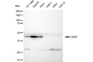 Western blotting analysis using CD97 antibody (ABIN7797989).