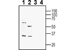 Western blot analysis of human Colo-205 colon carcinoma cell line lysate (lanes 1 and 3) and human  MG glioblastoma cell line lysate (lanes 2 and 4):1-2.