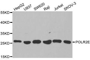 Western blot analysis of extracts of various cell lines, using POLR2E antibody. (POLR2E anticorps  (AA 1-210))