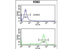 Flow cytometry analysis of K562 cells (bottom histogram) compared to a negative control cell (top histogram). (IL1RAPL2 anticorps  (AA 372-401))