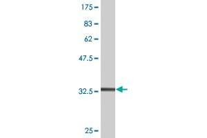 Western Blot detection against Immunogen (36.