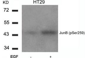 Western blot analysis of extracts from HT29 cells untreated or treated with EGF using JunB(Phospho-Ser259) Antibody. (JunB anticorps  (pSer259))