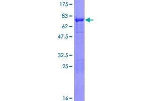 Image no. 1 for Perilipin 2 (PLIN2) (AA 1-437) protein (GST tag) (ABIN1305973)
