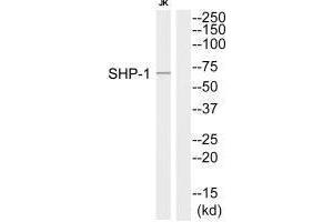 Western blot analysis of extracts from Jurkat cells, using SHP-1 (Ab-564) antibody.
