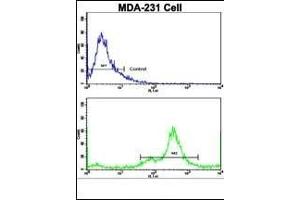 Flow cytometric analysis of MDA-231 cells using NDRG1 Antibody (N-term)(bottom histogram) compared to a negative control cell (top histogram).