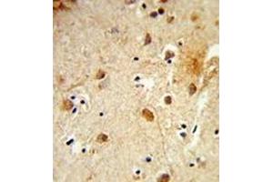 Formalin-fixed and paraffin-embedded human brain tissue reacted with CBY1 Antibody (C-term) followed which was peroxidase-conjugated to the secondary antibody, followed by DAB staining. (CBY1/PGEA1 anticorps  (C-Term))