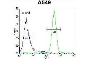 SYNCI Antibody (N-term) flow cytometric analysis of A549 cells (right histogram) compared to a negative control cell (left histogram).