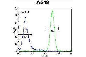SYNCI Antibody (N-term) flow cytometric analysis of A549 cells (right histogram) compared to a negative control cell (left histogram). (Syncoilin anticorps  (N-Term))