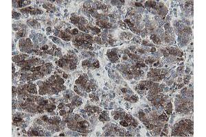 Image no. 8 for anti-Mitochondrial Intermediate Peptidase (MIPEP) (AA 174-516) antibody (ABIN1491016)