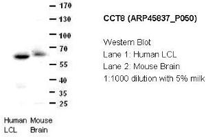 Image no. 2 for anti-Chaperonin Containing TCP1, Subunit 8 (Theta) (CCT8) (C-Term) antibody (ABIN310736) (CCT8 anticorps  (C-Term))