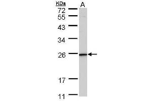 WB Image Sample (30 ug of whole cell lysate) A: HeLa 12% SDS PAGE antibody diluted at 1:1000