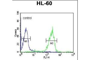 GZMB Antibody (N-term) (ABIN390495 and ABIN2840854) flow cytometric analysis of HL-60 cells (right histogram) compared to a negative control cell (left histogram). (GZMB anticorps  (N-Term))