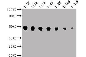 Western Blot Positive WB detected in: MCF-7 whole cell lysate All lanes: ENO1 antibody at 1:5000, 1:10000, 1:20000, 1:40000, 1:80000, 1:160000, 1:320000 Secondary Goat polyclonal to Mouse IgG at 1/10000 dilution Predicted band size: 47 kDa Observed band size: 47 KDa Exposure time: 10s