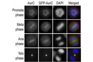 Immunofluorescence staining of HeLa cells expressing GFP-Aurora-C is performed at different cellular mitotic stages with A) Aurora-C antibody, B) GFP fluorescence, C) DAPI nuclear staining, and D) anti-Aurora-C merged to DAPI staining.
