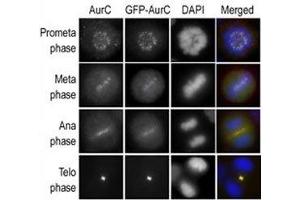 Immunofluorescence staining of HeLa cells expressing GFP-Aurora-C is performed at different cellular mitotic stages with A) Aurora-C antibody, B) GFP fluorescence, C) DAPI nuclear staining, and D) anti-Aurora-C merged to DAPI staining. (Aurora Kinase C anticorps  (AA 1-30))