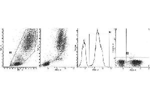 Image no. 1 for anti-Myeloperoxidase (MPO) antibody (FITC) (ABIN1108346) (Myeloperoxidase anticorps  (FITC))