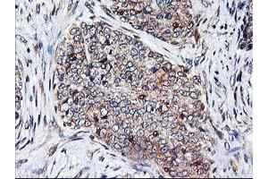 Image no. 5 for anti-Heme Oxygenase (Decycling) 2 (HMOX2) antibody (ABIN1498691) (HMOX2 anticorps)