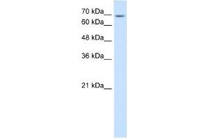 USP48 antibody used at 1 ug/ml to detect target protein.