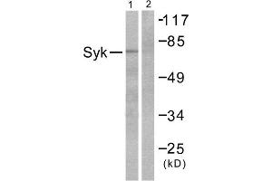 Western Blotting (WB) image for anti-Spleen tyrosine Kinase (SYK) (Internal Region) antibody (ABIN1848783) (SYK anticorps  (Internal Region))