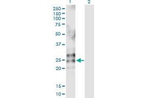 Western Blot analysis of RNASE2 expression in transfected 293T cell line by RNASE2 MaxPab polyclonal antibody.