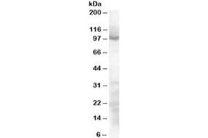 Western blot testing of HeLa lysate with SP1 antibody at 0. (SP1 anticorps)