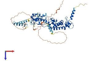 AlphaFold protein structure predicition of Human Recombinant DEF8 Protein, UniprotID Q6ZN54