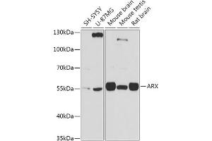 Western blot analysis of extracts of various cell lines, using ARX antibody (ABIN7265673) at 1:1000 dilution.