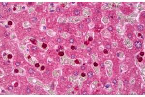 Anti-IGFBP5 antibody IHC staining of human liver. (IGFBP5 anticorps  (AA 192-206))
