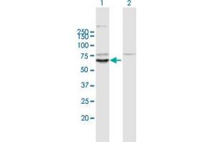 Western Blot analysis of KLHL10 expression in transfected 293T cell line by KLHL10 MaxPab polyclonal antibody. (KLHL10 anticorps  (AA 1-608))