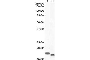ABIN184738 (1 μg/mL) staining of Mouse (A) and (2 μg/mL) Rat (B Brain lysate (35 μg protein in RIPA buffer).