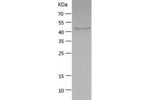 Western Blotting (WB) image for BPI Fold Containing Family A, Member 1 (BPIFA1) (AA 21-256) protein (His-IF2DI Tag) (ABIN7122015)