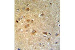 Immunohistochemistry analysis in formalin fixed and paraffin embedded brain tissue reacted with GTSE1 Antibody (C-term) followed which was peroxidase conjugated to the secondary antibody and followed by DAB staining. (GTSE1 anticorps  (C-Term))