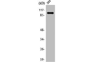 Western Blot analysis of 293 cells using Rab 3 GAP p130 Polyclonal Antibody (RAB3GAP1 anticorps  (Internal Region))