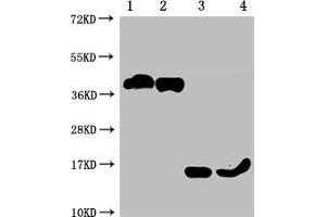 Western Blot Positive WB detected in: 1-2 lanes: 293F whole cell lysate transfected with BCMA, 3-4 lane: Recombinant proteins with BCMA All lanes: TNFRSF17 antibody at 1:1000 Secondary Goat polyclonal to mouse IgG at 1/50000 dilution Predicted band size: 40, 15 KDa Observed band size: 40, 15 KDa Exposure time:10 min