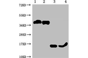 Western Blot Positive WB detected in: 1-2 lanes: 293F whole cell lysate transfected with BCMA, 3-4 lane: Recombinant proteins with BCMA All lanes: TNFRSF17 antibody at 1:1000 Secondary Goat polyclonal to mouse IgG at 1/50000 dilution Predicted band size: 40, 15 KDa Observed band size: 40, 15 KDa Exposure time:10 min (BCMA anticorps  (AA 1-54))