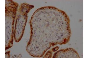 IHC image of ABIN7127504 diluted at 1:100 and staining in paraffin-embedded human placenta tissue performed on a Leica BondTM system.