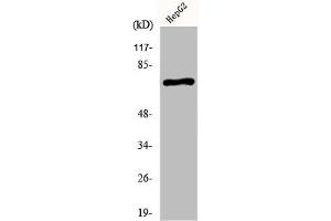 Western Blot analysis of HepG2 cells using KV3.