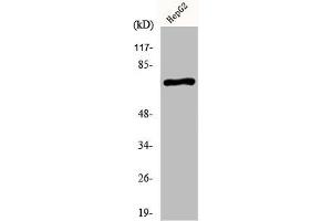 Western Blot analysis of HepG2 cells using KV3. (KCNC2 anticorps  (C-Term))