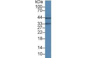 Detection of AQP4 in Rat Cerebrum lysate using Monoclonal Antibody to Aquaporin 4 (AQP4)