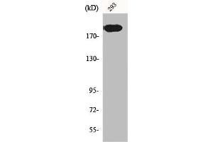 Western Blot analysis of 293 cells using Endo180 Polyclonal Antibody (MRC2 anticorps  (N-Term))