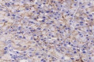 Immunohistochemistry analysis of paraffin-embedded mouse pancreas using,CMTM3 (ABIN7073510) at dilution of 1: 4000 (CMTM3 anticorps)