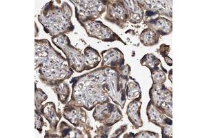 Immunohistochemical staining of human placenta shows strong cytoplasmic positivity in trophoblastic cells. (JAG2 anticorps)
