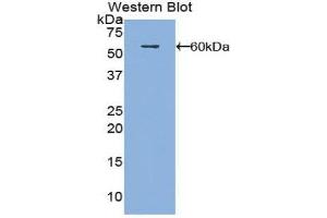 Western Blotting (WB) image for anti-Fibrous Sheath Interacting Protein 1 (FSIP1) (AA 55-287) antibody (ABIN1858922) (FSIP1 anticorps  (AA 55-287))