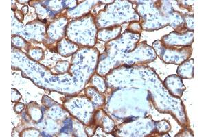 Formalin-fixed, paraffin-embedded human Placenta stained with CD71 Monoclonal Antibody (TFRC/1818). (Transferrin Receptor anticorps  (AA 94-212))