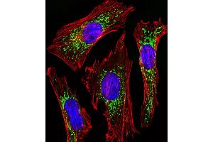 Fluorescent image of Hela cells stained with CYC1 Antibody . (Cytochrome C1 anticorps  (AA 142-176))