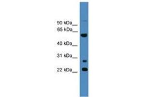 MNS1 抗体  (AA 91-140)
