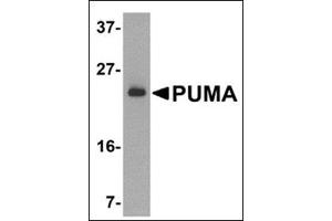Western blot analysis of PUMA expression in K562 cell lysate with PUMAat 2 μg /ml. (PUMA anticorps  (N-Term))