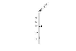 IFNB1 recombinant protein cell lysate at 20 µg per lane, probed with bsm-51383M IFNB1 (1394CT509. (IFNB1 anticorps)