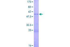 Image no. 1 for Egl-9 Family Hypoxia Inducible Factor 3 (EGLN3) (AA 1-239) protein (GST tag) (ABIN1352449)